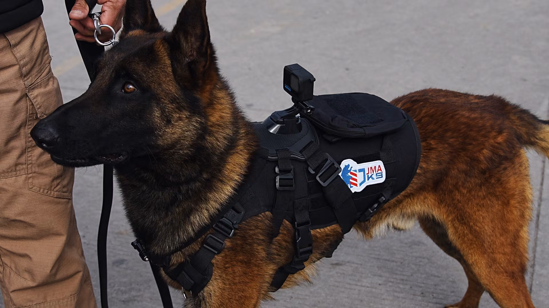 A working dog standing outdoors.