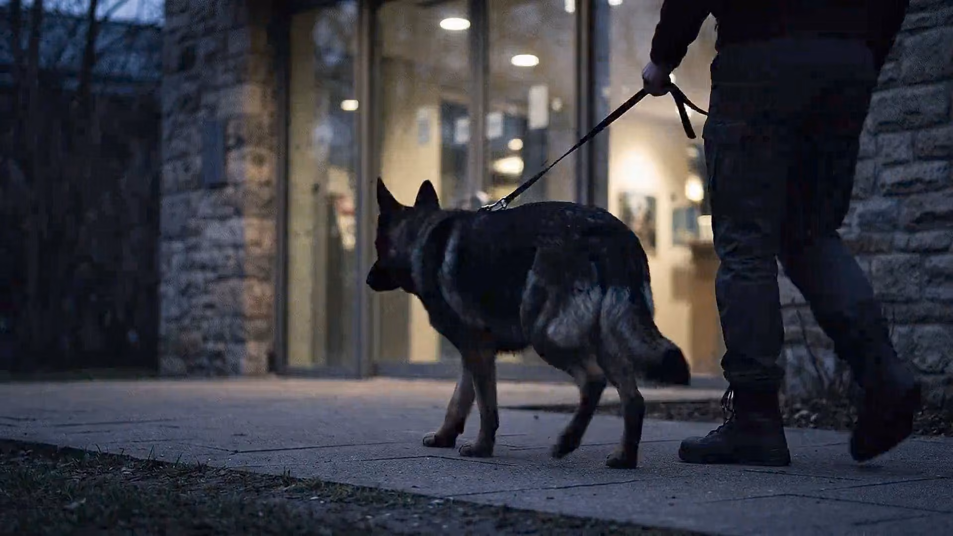 A working dog and a handler walking beside a neutral building entrance.