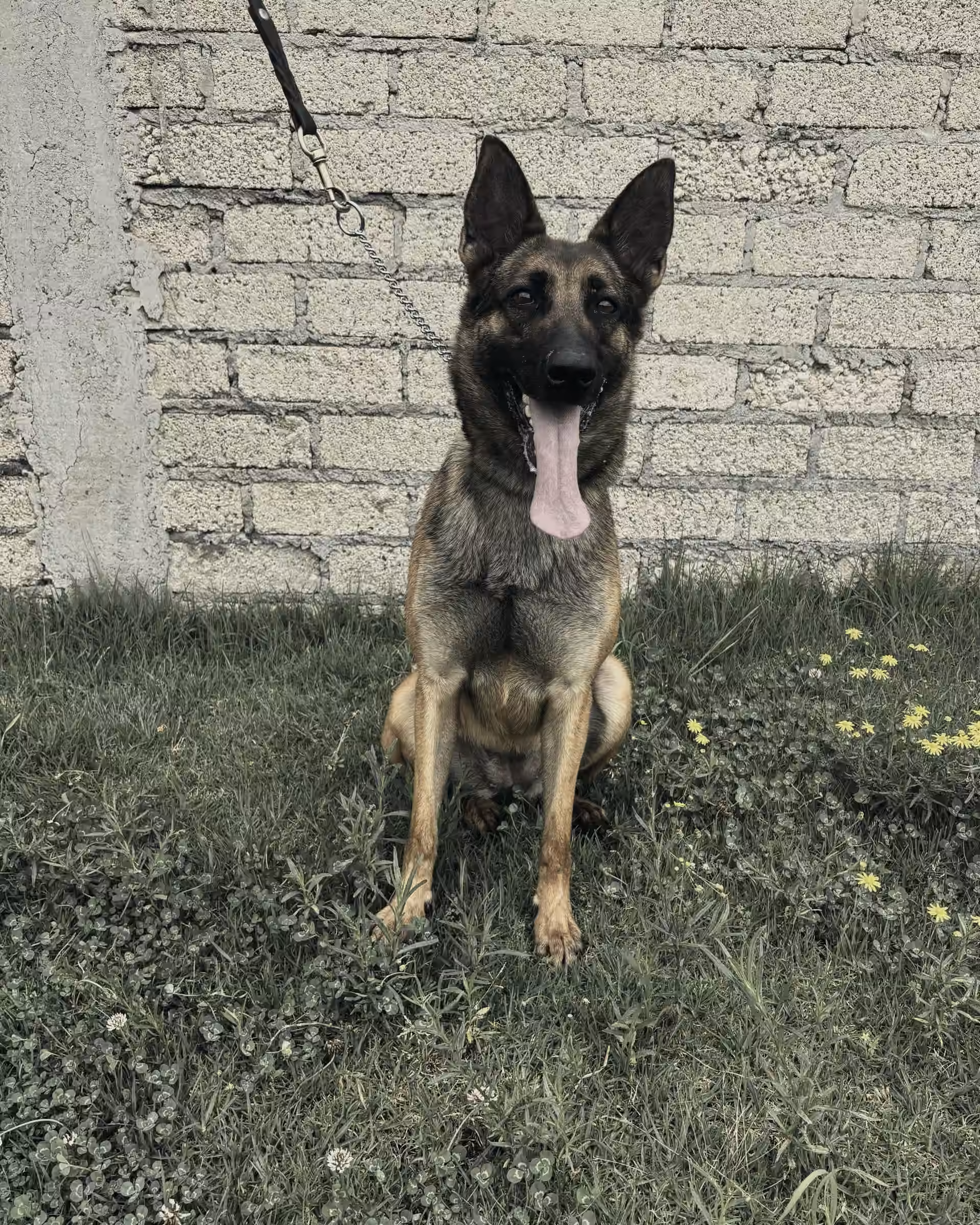 An alert working dog sitting on grass in front of a brick wall.