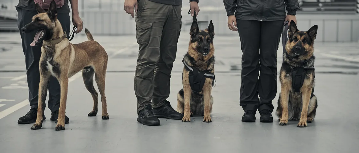 Three working dogs beside their handlers outdoors, with faces outside the frame.