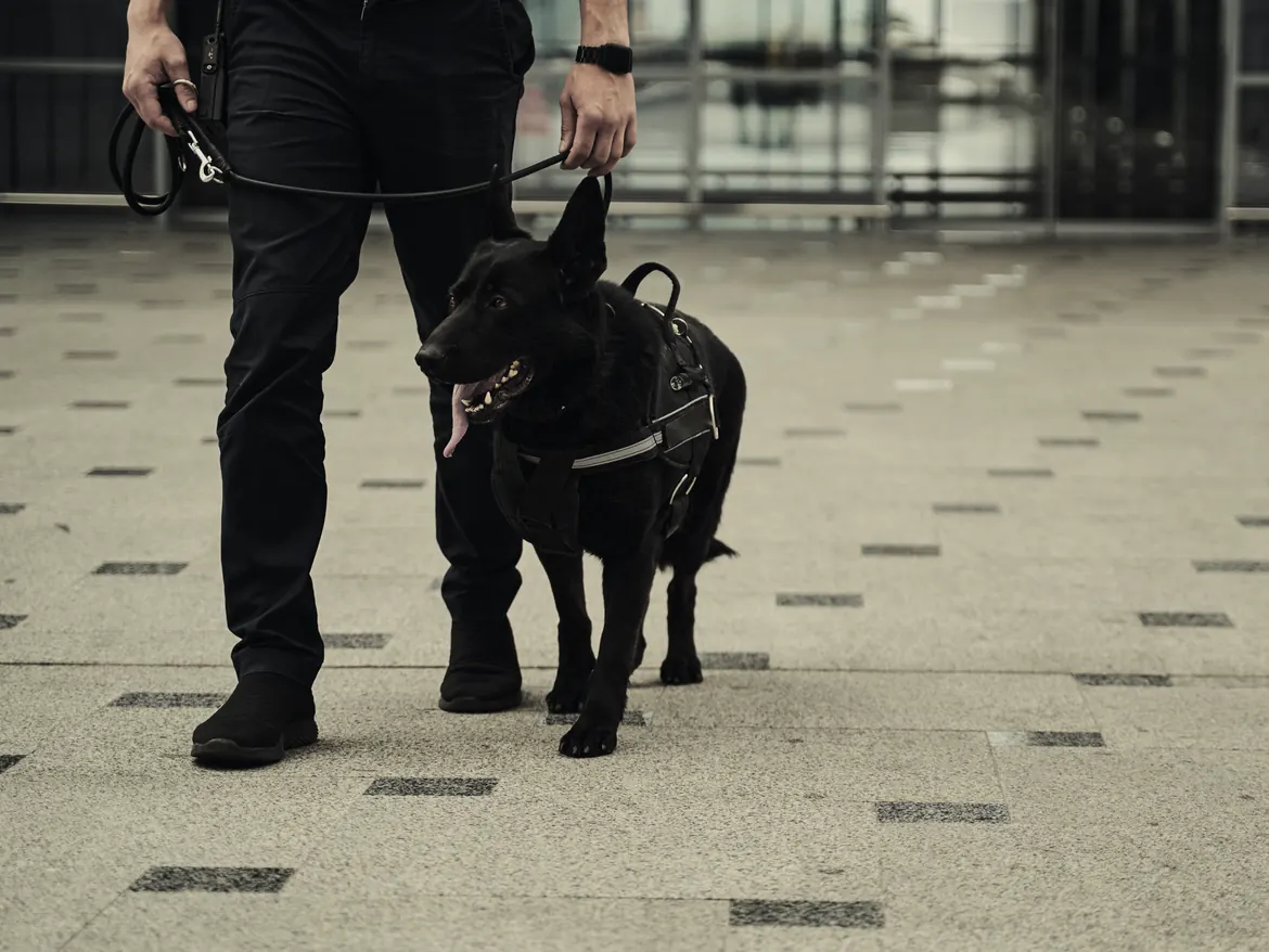 A harnessed shepherd and its handler walking from a controlled building entrance.