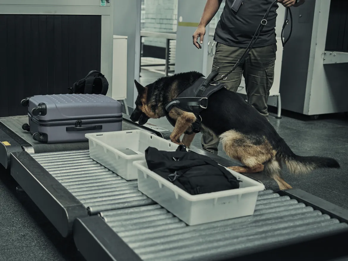 A harnessed shepherd inspecting luggage at a controlled security checkpoint beside its handler.