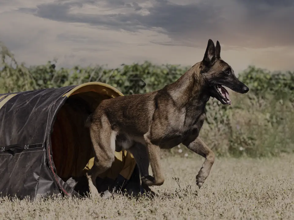 A shepherd emerging from an agility tunnel on a training field.