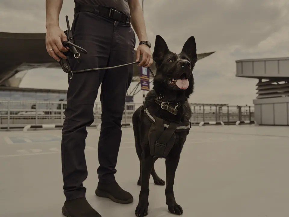 A black shepherd wearing a harness and standing on a leash beside its handler in a rooftop parking deck.