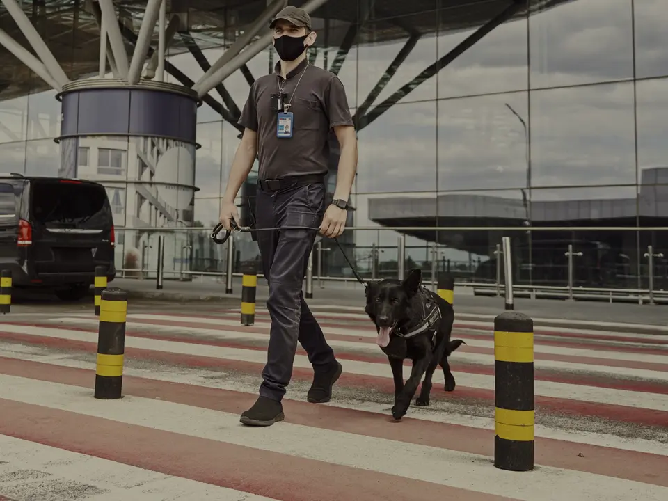 A handler and working dog walking across an airport approach.