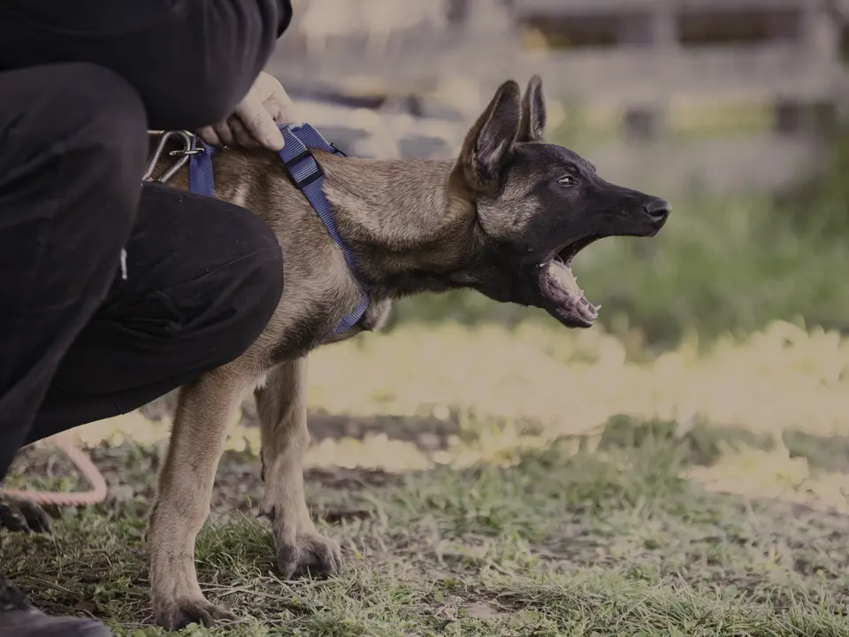 A handler fitting a harness to a Malinois outdoors.