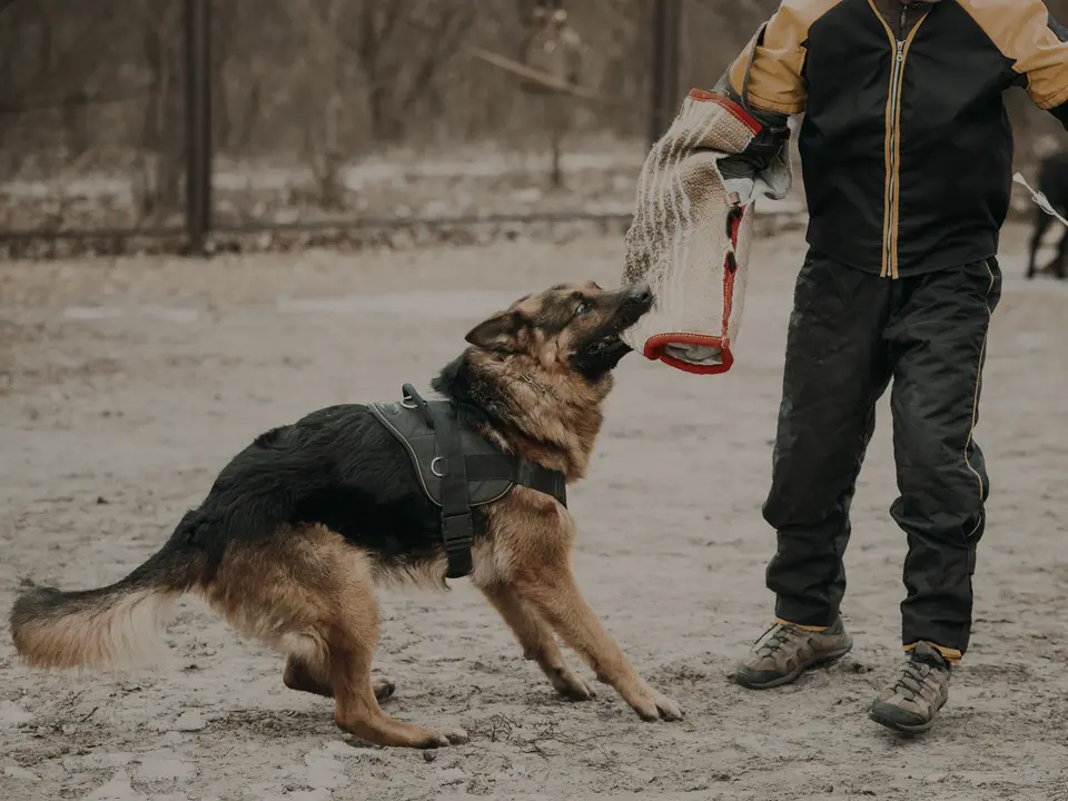 A German shepherd biting a padded sleeve worn by a trainer outdoors.
