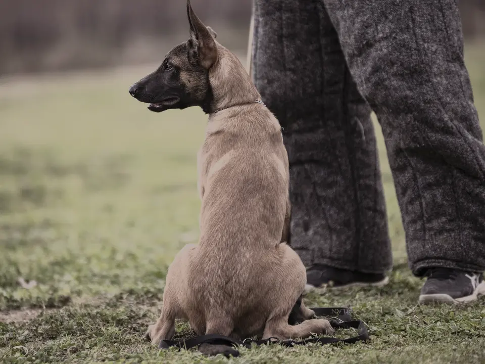 A Malinois sitting attentively beside its handler on a training field.